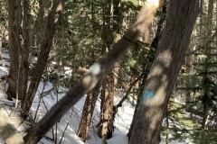 20220121-1103-Rope-pull-brings-down-hazard