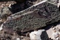 20171212-CATIP-Armijo-lichen