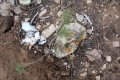 20180130-CATIP-Armijo-Pinon-seedling-and-deer-droppings