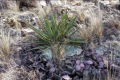 20180306 -CATIP-Armijo-Grasses-lichen-yucca-and-cactus