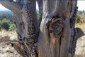 20180320-CATIP-Armijo-old-alligator-juniper