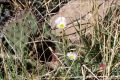 20180417-CATIP-Armijo-Spring-in-the-Sandia