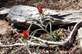 20180424-CATIP-Armijo-Indian-paintbrush