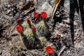 20180501-CATIP-Armijo-Cactus-flowers