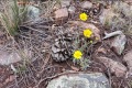 20180508-CATIP-Armijo-Yellow-flowers-in-dry-soil