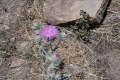 20180515-CATIP-Armijo-Thistle-blossoms