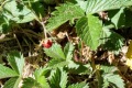 20180529-Cienega-Faulty-wild-strawberries