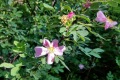 20180605-Cienega-Woods-wild-roses