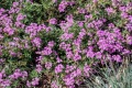 20180816-CATIP-Verbena-blooms