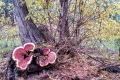 20181018-CATIP_Acequia-Rocky-Mountain-juniper-stump