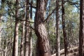 20181129-CATIP-Ponderosa-and-Rocky-Mountain-juniper-competing