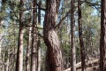 20181129-CATIP-Ponderosa-and-Rocky-Mountain-juniper-competing