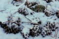 20181213-CATIP-Armijo-Pinecones-in-snow