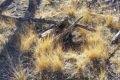 20181220-CATIP-Armijo-Grasses-in-mastication-debris