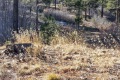 20181220-CATIP-Armijo-Turkey-and-deer-tracks-in-blue-gamma-grass