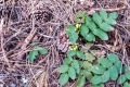 20190502-Armijo-Oregon-grape-blooms