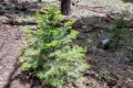 20190514-CATIP-Young-fir-tree