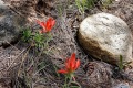 20190530-Un-Poquito-Paintbrush