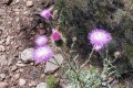 20190606-Un-Poquito-Thistles-in-bloom