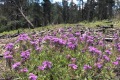 20190606-Un-Poquito-Verbena-blooms