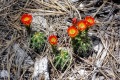 20190613-Madera-Locura-Scarlet-hedgehog-cactus-blooms