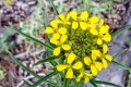 20190613-Madera-Locura-Western-wallflower-blooms