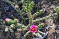 20190718-Madera-Locura-Cholla-cactus-blooms