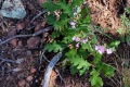 20190815-Vista-Slimleaf-purple-mustard-blooms