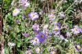 20190926-Vista-Purple-asters