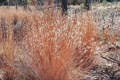 20191031-CATIP-Deer-Bed-Trail-Grasses-in-masticated-area