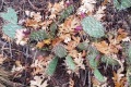 20191031-CATIP-Deer-Bed-Trail-Oak-leaves-in-cactus