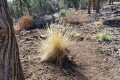 20191114-Deer-Bed-Trail-Dormant-summer-grasses