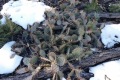 20191212-CATIP-Cactus-and-pinon-seedlings-in-snow