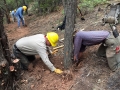 ARMIJO TR.-DIGGING OUT A TREE IN THE TRAIL