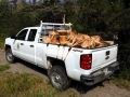 HAULING_WOOD_FOR_NEEDY-2