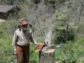 SAM_WITH_FELLED_18_INCH_TREE_WITH_WOOD_GOING_TO_THE_NEEDY_DB-2
