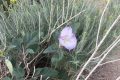Beautiful wildflower on Capulin Peak