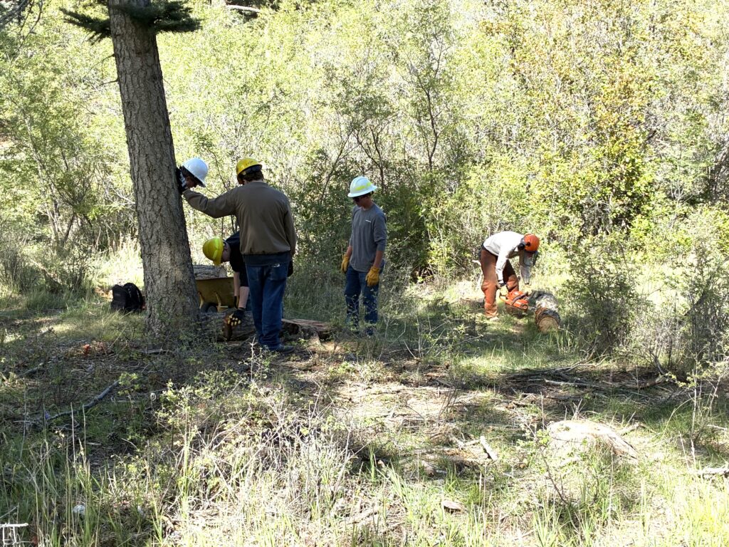 20261007 1127 Students retrieving stump as Sim bucks log